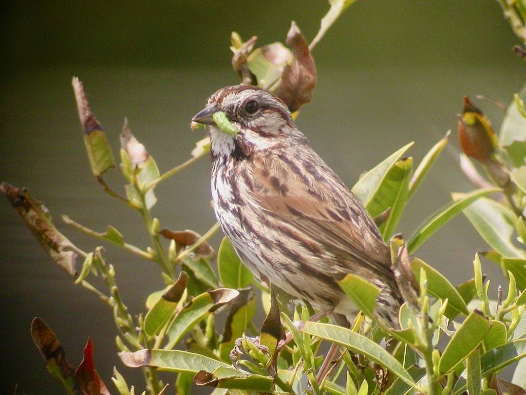 SONG SPARROW by Len Blumin is licensed under CC BY-NC-ND 2.0